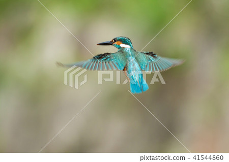 翠鳥,鳥,魚狗 41544860