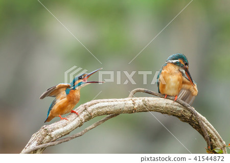 翠鳥,鳥,魚狗 41544872