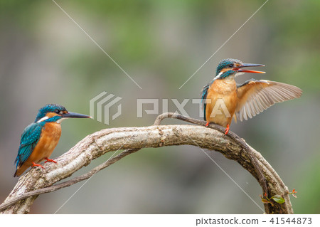 Kingfisher, bird, fish dog 41544873
