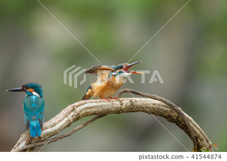 Kingfisher, bird, fish dog 41544874