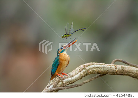 翠鳥,鳥,魚狗 翠鳥,鳥,魚狗 41544883