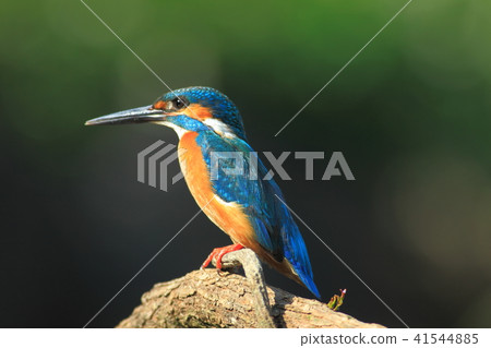 翠鳥,鳥,魚狗 41544885