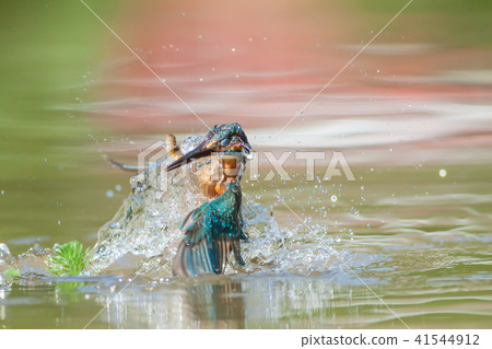翠鳥,鳥,魚狗 翠鳥,鳥,魚狗 41544912