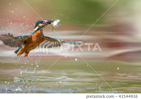 翠鳥,鳥,魚狗 41544916