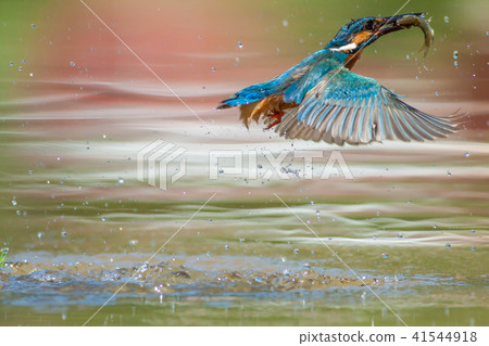 翠鳥,鳥,魚狗 翠鳥,鳥,魚狗 41544918