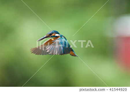 翠鳥,鳥,魚狗 翠鳥,鳥,魚狗 41544920
