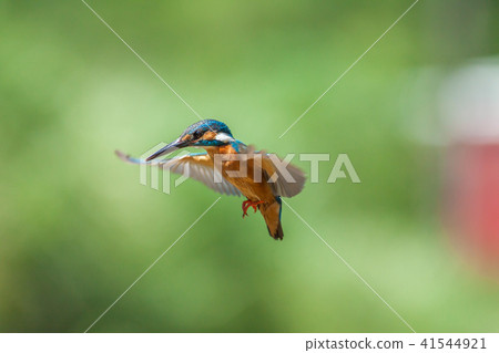 Kingfisher, bird, fish dog 41544921