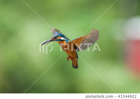 Kingfisher, bird, fish dog Kingfisher, bird, fish dog 41544922