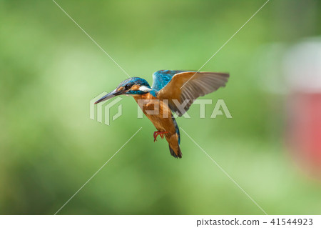 Kingfisher, bird, fish dog Kingfisher, bird, fish dog 41544923