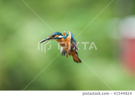 翠鳥,鳥,魚狗 翠鳥,鳥,魚狗 41544924