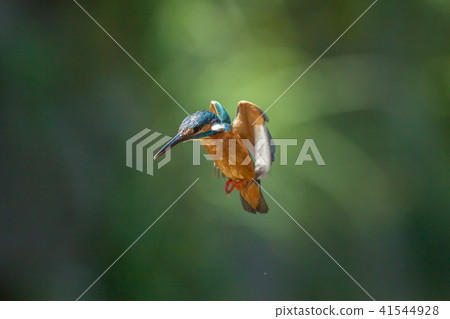 翠鳥,鳥,魚狗 翠鳥,鳥,魚狗 41544928