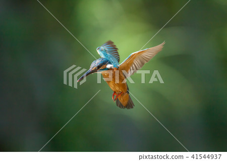 翠鳥,鳥,魚狗 41544937