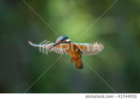 翠鳥,鳥,魚狗 41544938