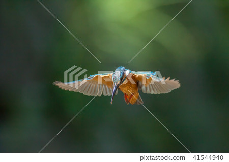 翠鳥,鳥,魚狗 41544940