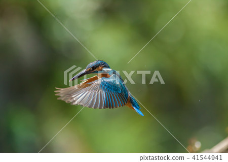 翠鳥,鳥,魚狗 41544941