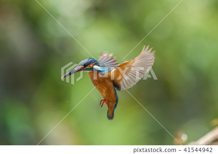 Kingfisher, bird, fish dog 41544942