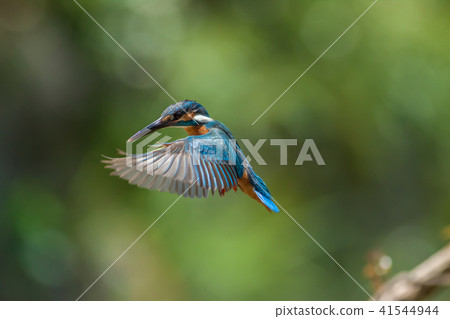 翠鳥,鳥,魚狗 41544944