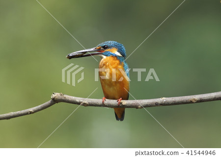 Kingfisher, bird, fish dog 41544946