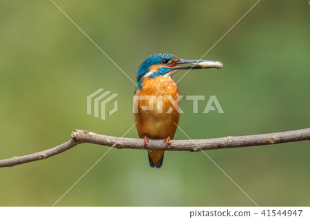 Kingfisher, bird, fish dog Kingfisher, bird, fish dog 41544947