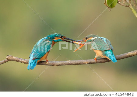 Kingfisher, bird, fish dog 41544948