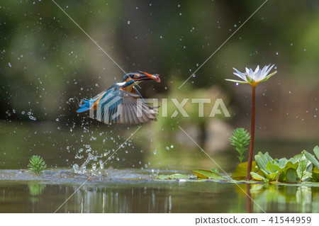 翠鳥,鳥,魚狗 41544959