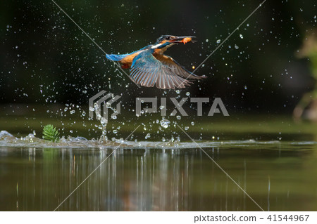 翠鳥,鳥,魚狗 翠鳥,鳥,魚狗 41544967