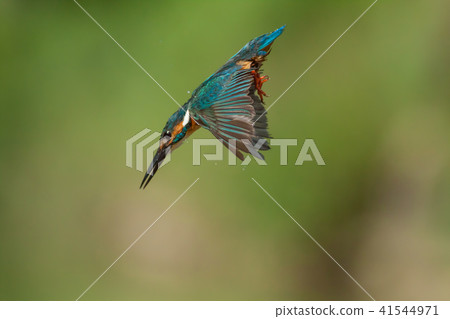 翠鳥,鳥,魚狗 41544971