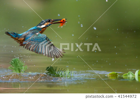 翠鳥,鳥,魚狗 翠鳥,鳥,魚狗 41544972