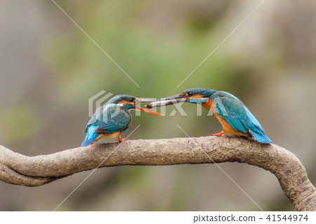 翠鳥,鳥,魚狗 翠鳥,鳥,魚狗 41544974