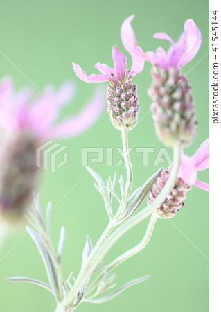 薰衣草 41545144