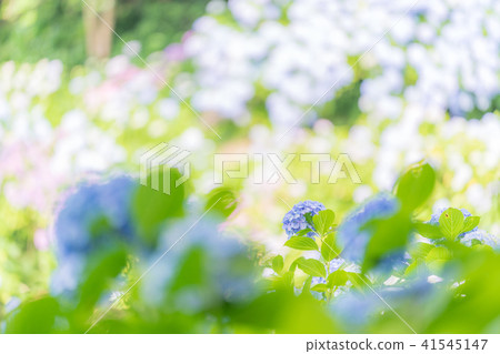Hydrangea in Shimoda Park Hydrangea in Shimoda Park 41545147