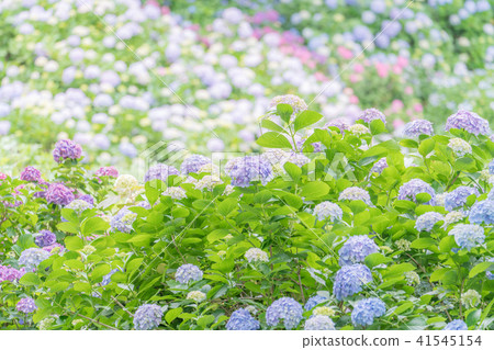 下田公園的繡球花 下田公園的繡球花 41545154
