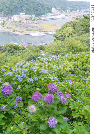 下田公園的繡球花 41545181