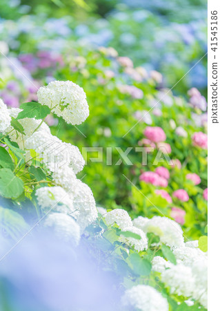 Hydrangea in Shimoda Park Hydrangea in Shimoda Park 41545186