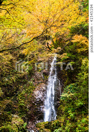 東京檜原村金澤瀑布秋葉 東京檜原村金澤瀑布秋葉 41545194