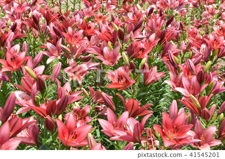 百合花(胭脂紅鑽石) 百合花(胭脂紅鑽石) 41545201