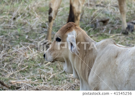calf calf 41545256