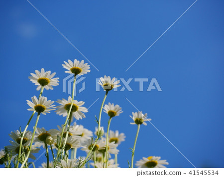 Blue sky and Roman chamomile 41545534