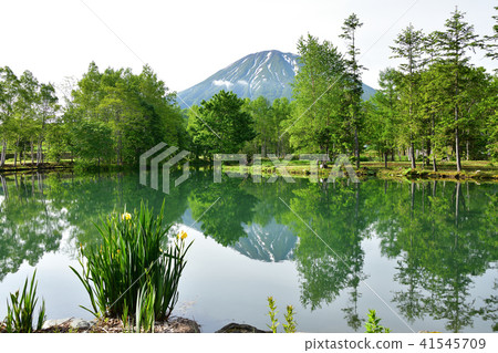 在北海道的俱知安町拍攝Yotei泉水池的早晨風景 41545709