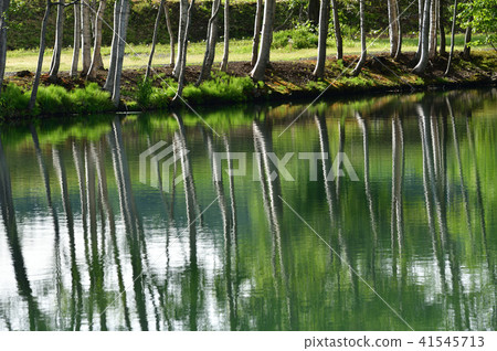 在北海道的俱知安町拍攝Yotei泉水池的早晨風景 41545713