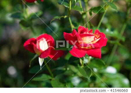 紅黃玫瑰「希望」花的特寫 紅黃玫瑰「希望」花的特寫 41546060