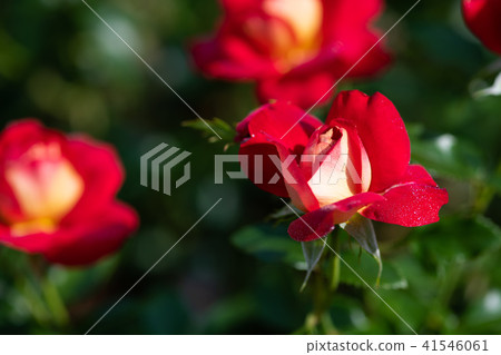 紅黃玫瑰「希望」花的特寫 紅黃玫瑰「希望」花的特寫 41546061