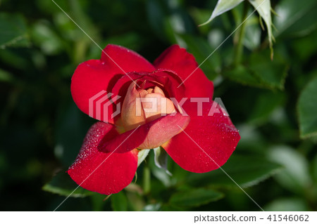 紅黃玫瑰「希望」花的特寫 紅黃玫瑰「希望」花的特寫 41546062