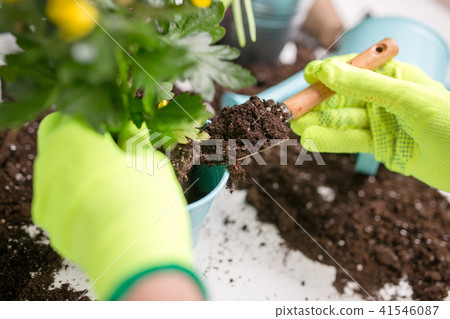 Image on top of man's hands in green gloves transplanting flower Image on top of man's hands in green gloves transplanting flower 41546087