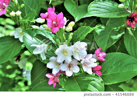 箱根Utsugi 41546089