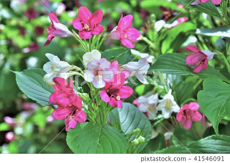 箱根Utsugi 41546091