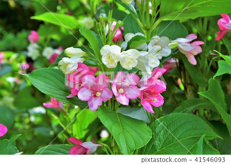 箱根Utsugi 箱根Utsugi 41546093