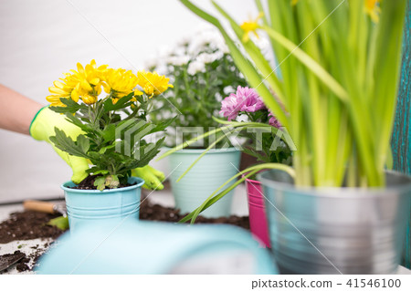 Photo of human in gloves transplanting chrysanthemum Photo of human in gloves transplanting chrysanthemum 41546100