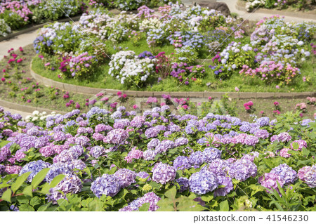 hydrangea   41546230