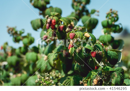 Close up of fresh organic berries with green leaves on raspberry cane. Summer garden in village. 41546295